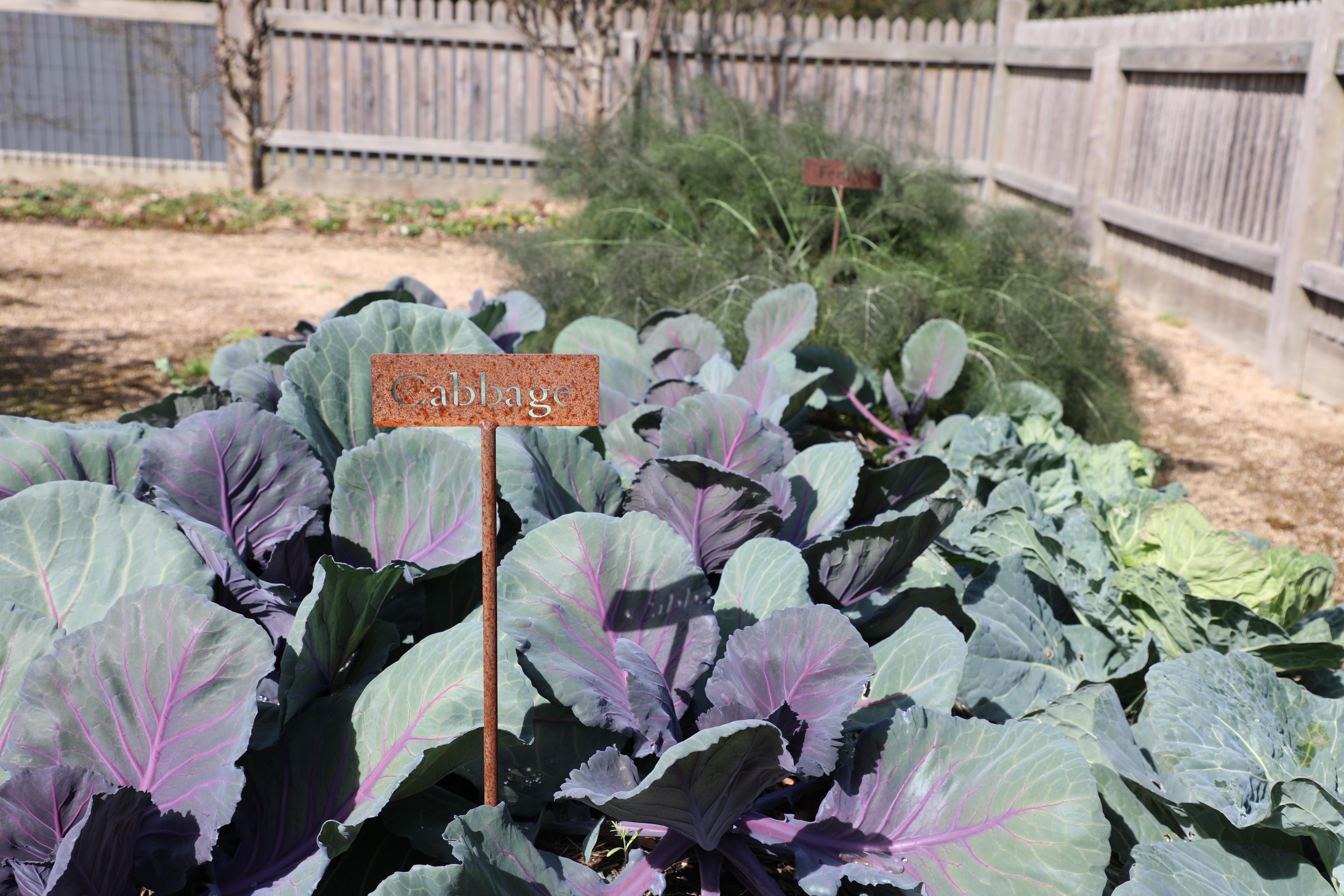 Cabbage grown at the Kitchen Garden at Government House.