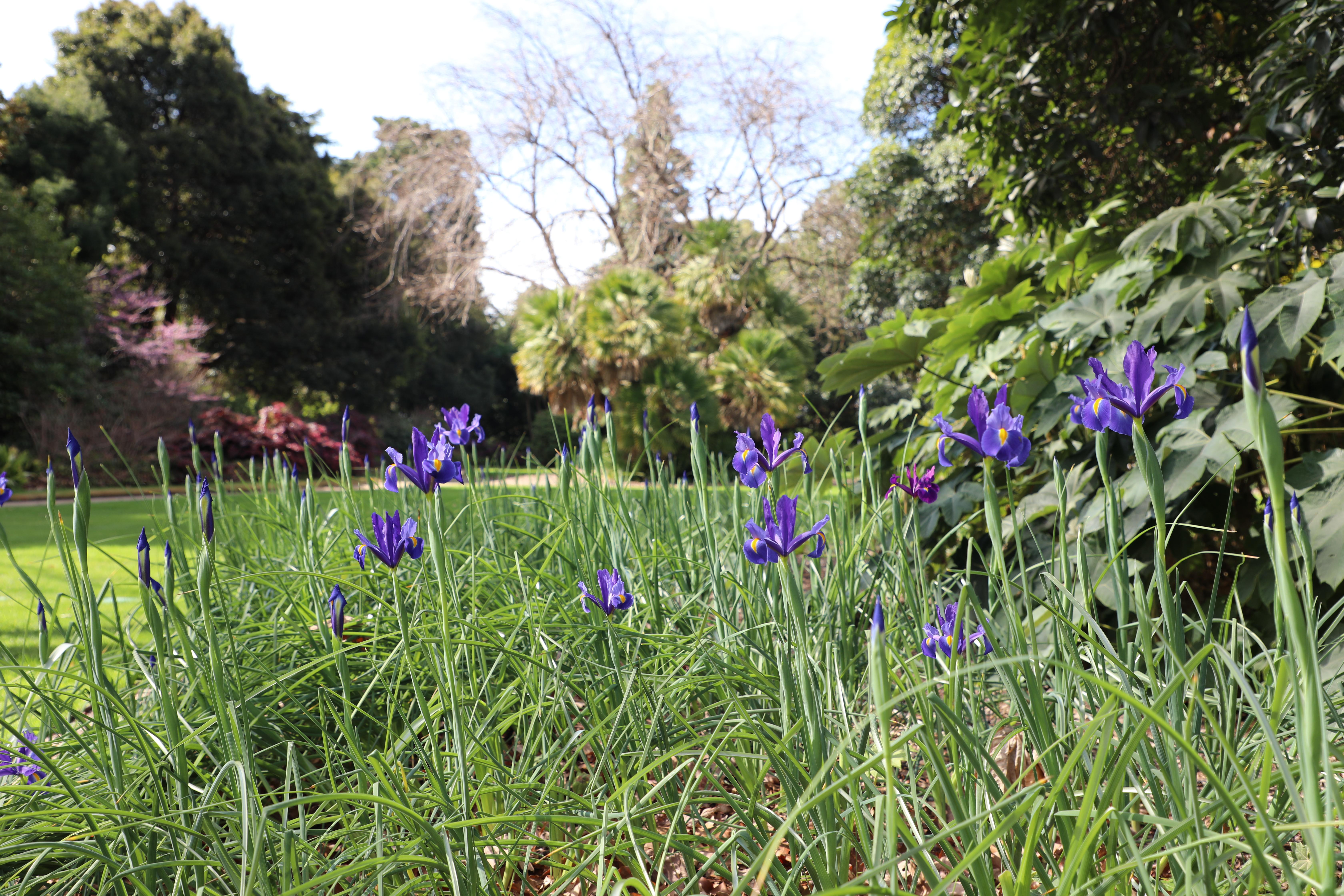 Iris x hollandica (Dutch Iris) in bloom at Government House