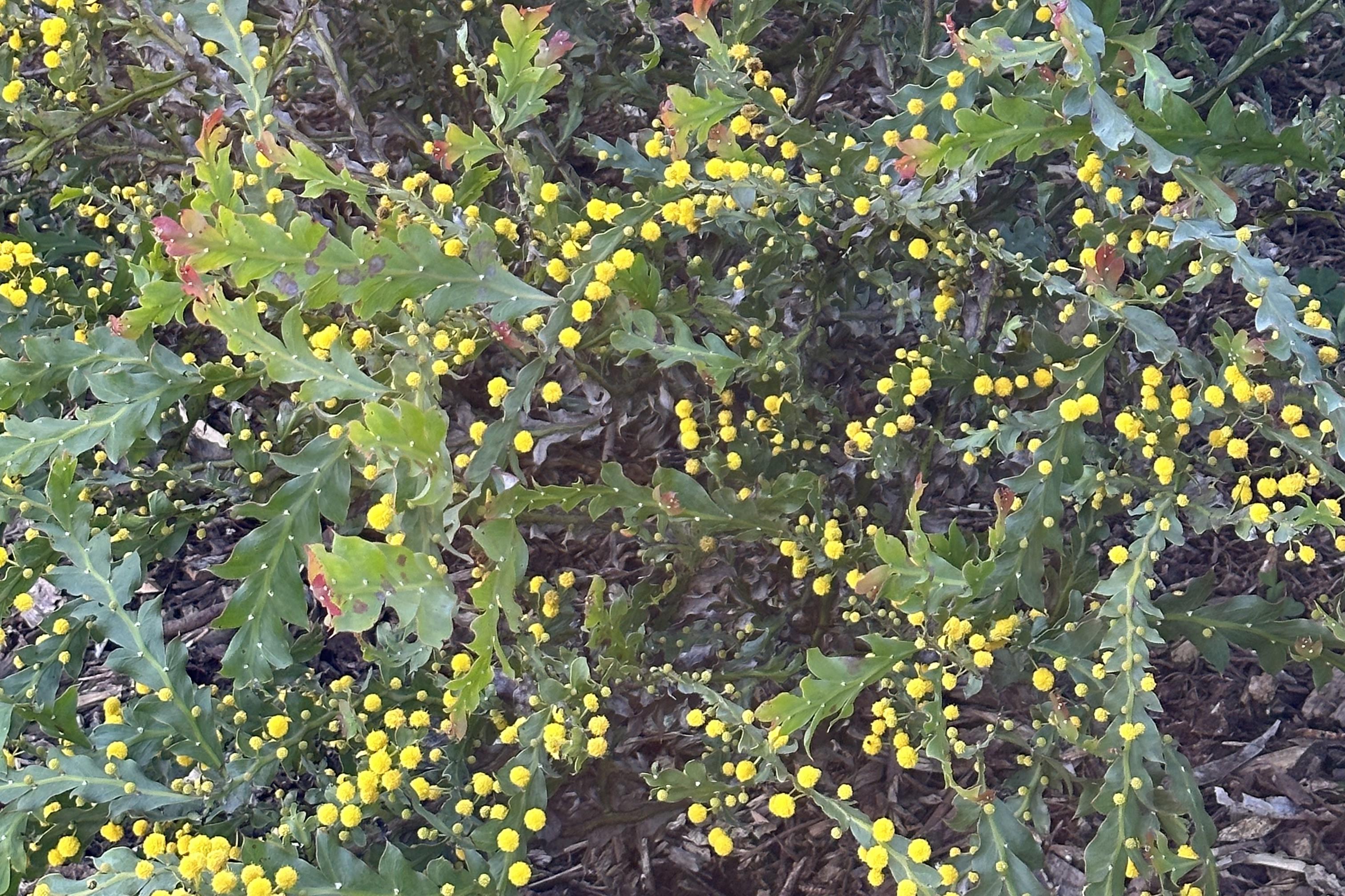 Acacia pycnantha (Golden Wattle) in bloom at Government House. 