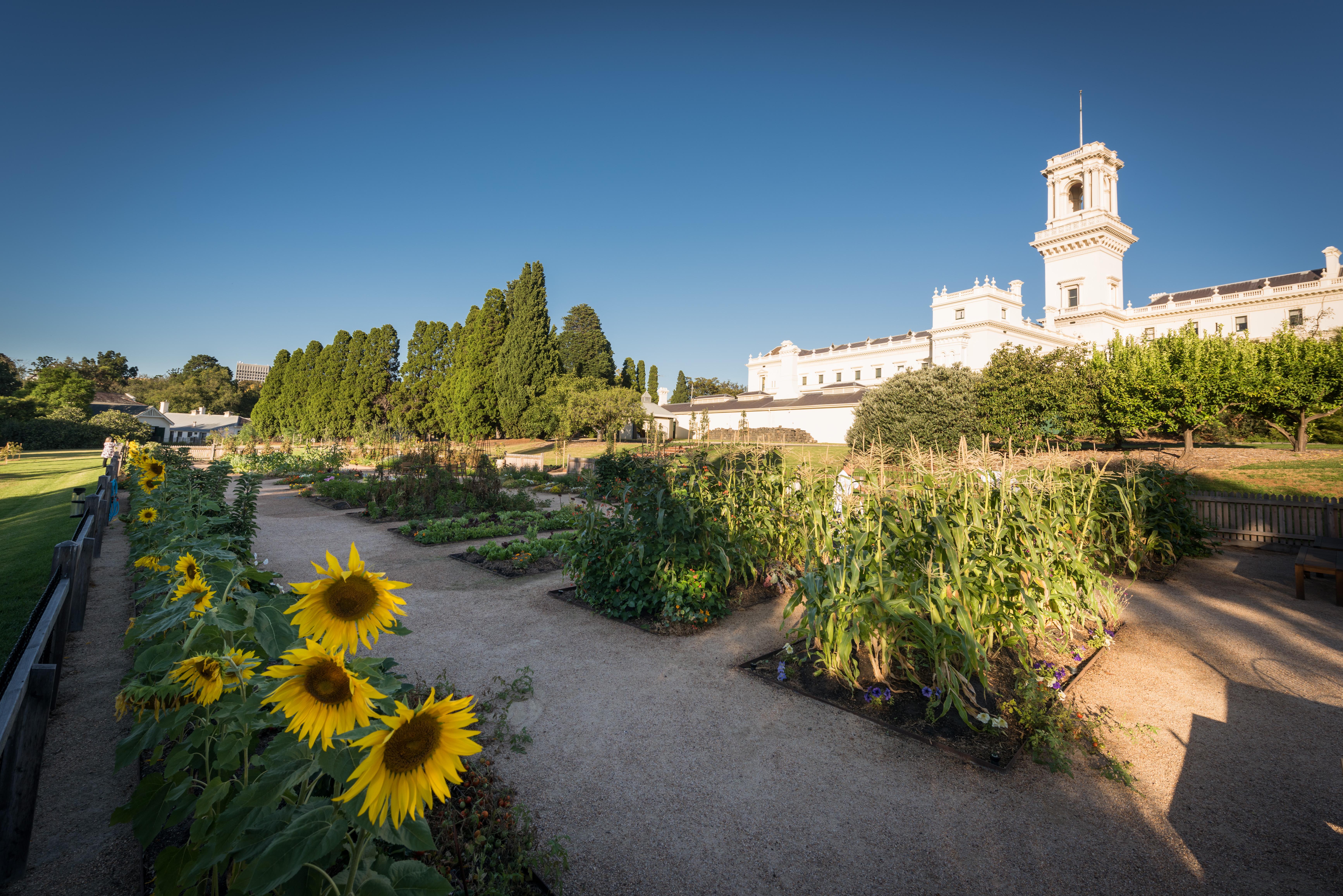 Kitchen Garden at sunset